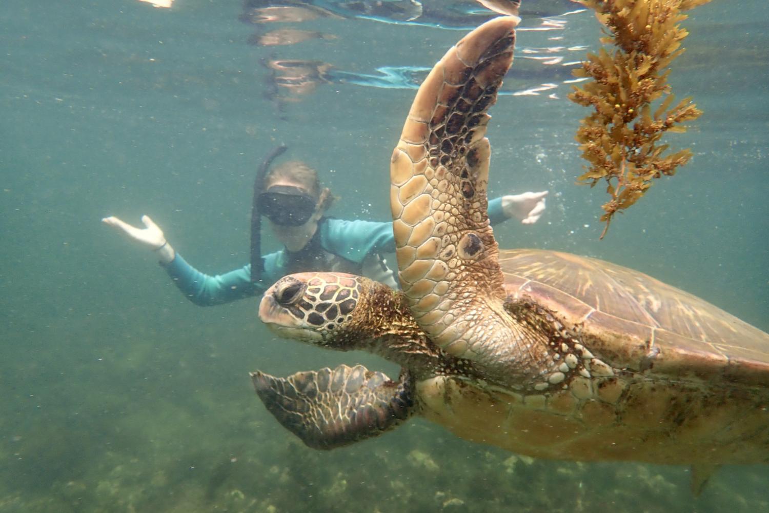 一名<a href='http://cak7.1196189506.com/'>博彩网址大全</a>学生在Galápagos群岛游学途中与一只巨龟游泳.
